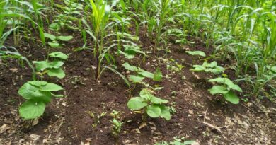 PRODUCTORES SALVADOREÑOS INICIAN SIEMBRA CON OPTIMISMO ANTE BUEN COMIENZO DEL INVIERNO