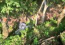 FUERZA ARMADA INCAUTA 179 LIBRAS DE MARIHUANA EN PASO FRONTERIZO NO HABILITADO EN METAPÁN