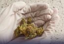 DETENCIÓN PROVISIONAL PARA ACUSADO DE TRAFICAR MARIHUANA EN GOMITAS