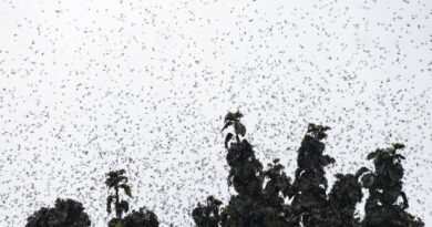 PLAGA DE MOSCA DE LA LUNA DE MIEL INVADE SEÚL Y AFECTA A SUS HABITANTES ESTE VERANO