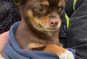 CHIHUAHUA SOBREVIVE 13 DÍAS BAJO ESCOMBROS DE INCENDIO EN ESCOCIA Y CONMUEVE AL MUNDO
