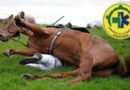 JINETE MURIÓ TRAS CAERLE ENCIMA UN CABALLO DURANTE DESFILE HÍPICO EN CABAÑAS