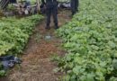 IDENTIFICARON A LA PAREJA DE ESPOSOS QUE PERDIÓ LA VIDA TRAS SER IMPACTADOS POR RAYO EN NAHUIZALCO,SONSONATE