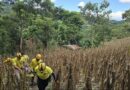 RESCATARON A MUJER DE 68 AÑOS QUE PERMANECIÓ SOTERRADA DURANTE UN MES EN SAN PEDRO PERULAPÁN