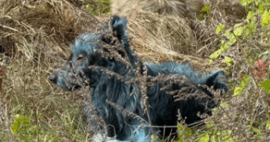 HALLAN PERROS AZULES EN CHERNÓBIL DURANTE OPERATIVO DE ESTERILIZACIÓN