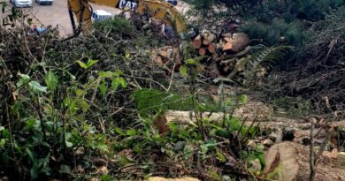 DENUNCIAN TALA DE ÁRBOLES Y OBRAS DE TERRACERÍA EN CERRO VERDE PESE A SER ÁREA NATURAL DE GRAN VALOR PARA EL PAÍS