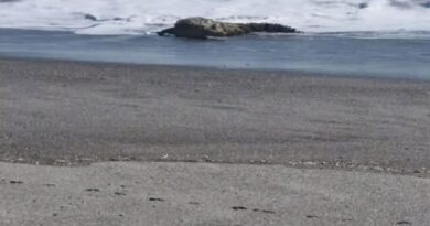 ALERTA EN PLAYA AMATECAMPO POR PRESENCIA DE COCODRILO CERCA DE LA ORILLA