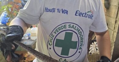 CRUZ VERDE EL CONGO CAPTURA SERPIENTE EN EL TECHO DE UNA VIVIENDA EN SANTA ANA