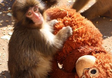 BEBÉ MACACO SE VUELVE ATRACCIÓN EN ZOOLÓGICO DE JAPÓN TRAS CONMOVEDORA HISTORIA EN REDES SOCIALES Y ATRAE TODA LA ATENCIÓN.
