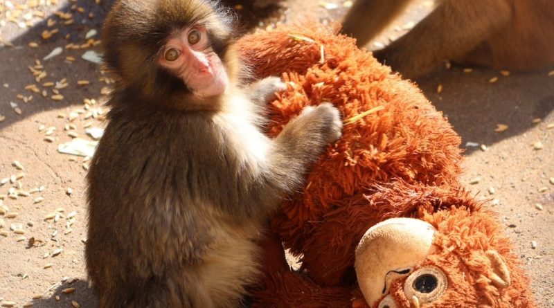 BEBÉ MACACO SE VUELVE ATRACCIÓN EN ZOOLÓGICO DE JAPÓN TRAS CONMOVEDORA HISTORIA EN REDES SOCIALES Y ATRAE TODA LA ATENCIÓN.