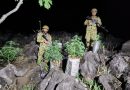 UBICARON UNA PLANTACIÓN DE MARIHUANA EN IZALCO DURANTE PATRULLAJE MILITAR