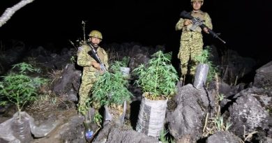 UBICARON UNA PLANTACIÓN DE MARIHUANA EN IZALCO DURANTE PATRULLAJE MILITAR