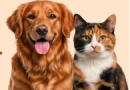 EL CALOR TAMBIÉN AFECTA A LAS MASCOTAS: CÓMO PREVENIR GOLPES DE CALOR EN PERROS Y GATOS