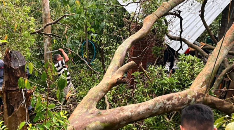 ÁRBOL COLAPSA SOBRE VIVIENDA EN TACUBA, AHUACHAPÁN