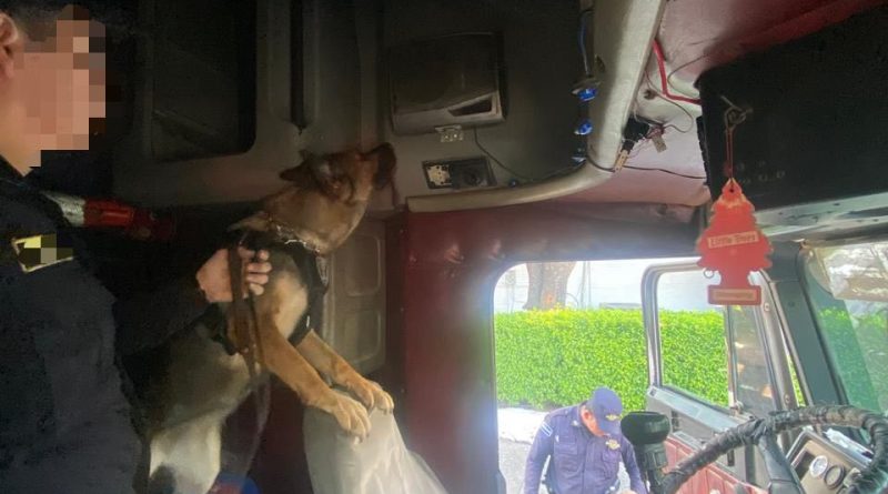 PNC REPORTA CAPTURA DE HOMBRE TRAS INCAUTACIÓN DE MARIHUANA DURANTE INSPECCIÓN VEHICULAR