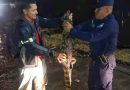 RESCATAN COCODRILO JUVENIL EN COMUNIDAD DE SAN JUAN OPICO