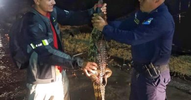 RESCATAN COCODRILO JUVENIL EN COMUNIDAD DE SAN JUAN OPICO