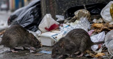 CONFIRMAN TRES MUERTES POR HANTAVIRUS EN VENEZUELA; AUTORIDADES DESCARTAN RIESGO DE CONTAGIO MASIVO