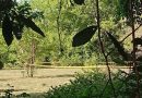 ENCUENTRAN A UN HOMBRE SIN VIDA EN UN ÁRBOL EN SAN PEDRO MASAHUAT