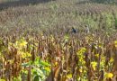 “ESTIMAMOS UNAS 5,500 MANZANAS DE MAÍZ PERDIDAS EN EL SALVADOR”, SEÑALA LÍDER DE LA MESA AGROPECUARIA