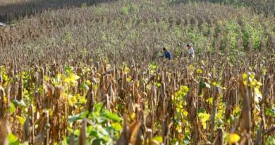 “ESTIMAMOS UNAS 5,500 MANZANAS DE MAÍZ PERDIDAS EN EL SALVADOR”, SEÑALA LÍDER DE LA MESA AGROPECUARIA
