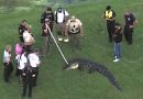 MUERE HOMBRE DE 71 AÑOS TRAS ATAQUE DE UN CAIMÁN EN FLORIDA
