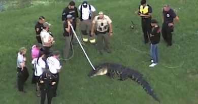 MUERE HOMBRE DE 71 AÑOS TRAS ATAQUE DE UN CAIMÁN EN FLORIDA