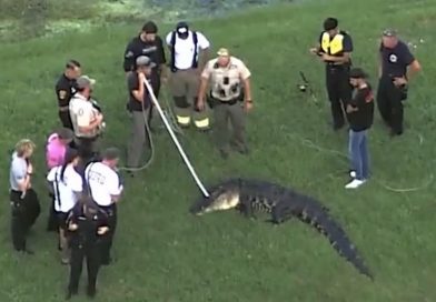 MUERE HOMBRE DE 71 AÑOS TRAS ATAQUE DE UN CAIMÁN EN FLORIDA