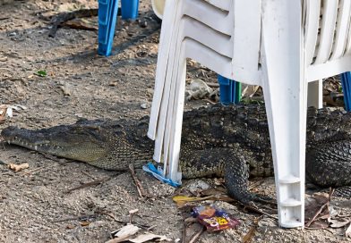 COCODRILO ES VISTO DEBAJO DE SILLAS EN PLAYA SAN MARCELINO