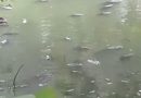 REPORTAN MORTANDAD DE PECES EN LA LAGUNA CUZCACHAPA DE CHALCHUAPA