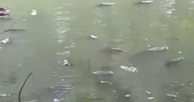REPORTAN MORTANDAD DE PECES EN LA LAGUNA CUZCACHAPA DE CHALCHUAPA
