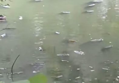 REPORTAN MORTANDAD DE PECES EN LA LAGUNA CUZCACHAPA DE CHALCHUAPA