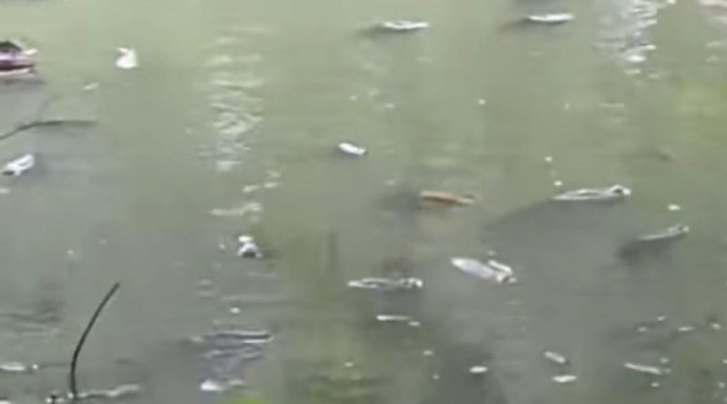 REPORTAN MORTANDAD DE PECES EN LA LAGUNA CUZCACHAPA DE CHALCHUAPA